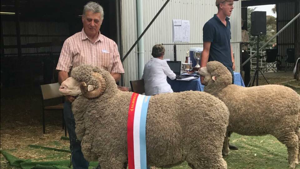 SUPREME: The supreme champion Merino sheep was awarded to Robert Harding, Glendonald Merino stud, Nhill. Photo by Victorian Stud Merino Sheep Breeders.