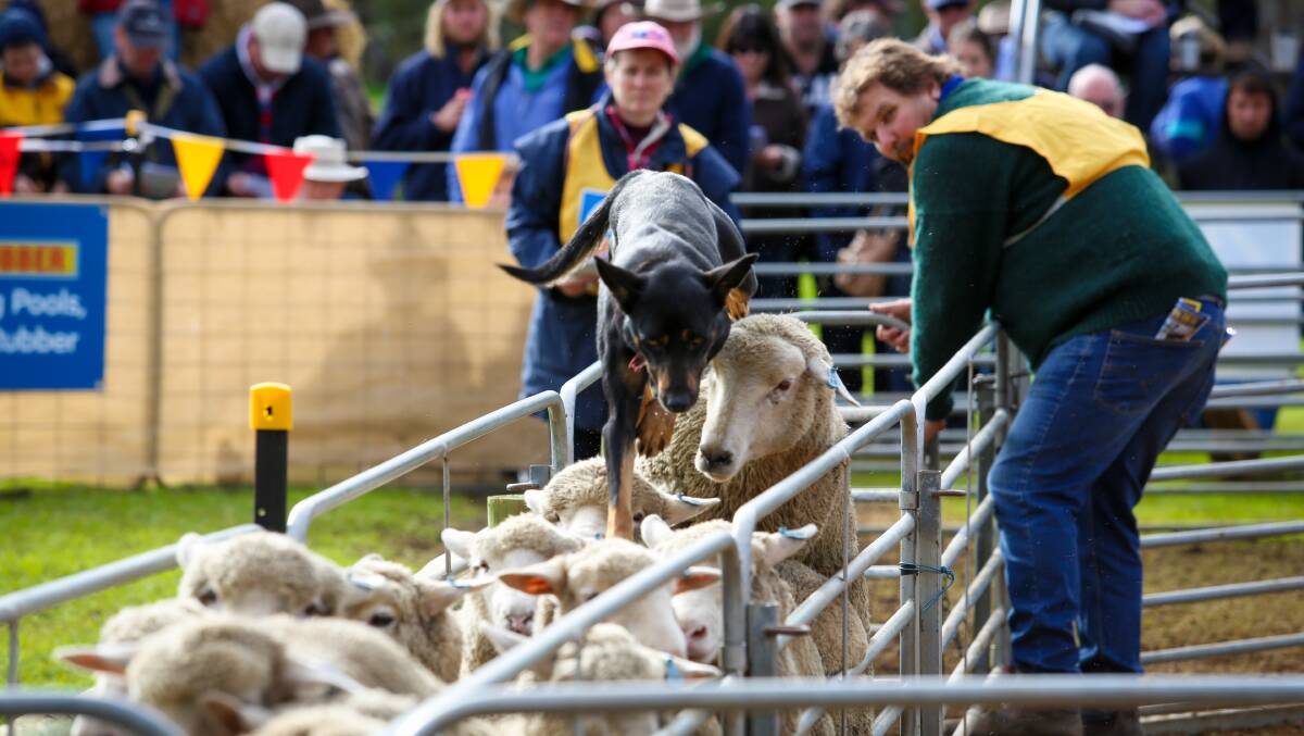 Adrian Carpenter, Cressy, Tasmania, shows off the abilities of one of his working dogs at the Australian Kelpie Muster at Casterton.