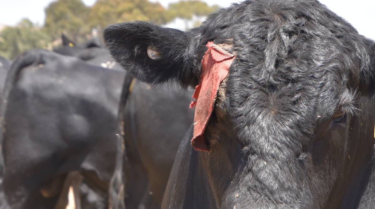 PINK EYE OUTBREAK: With increased dry and dusty conditions throughout the State, cases of pink eye in cattle have been on the rise.