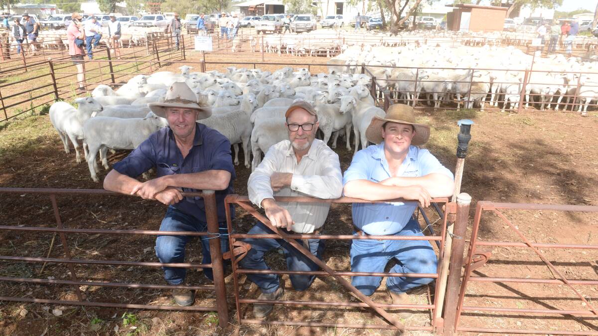 RECORD: Angus Girle and Jeff Peters, Urah, Condobolin, NSW, with Brendon White, KMWL, sold a saleyard record $610 pen of 53 Australian White ewes at Condobolin.