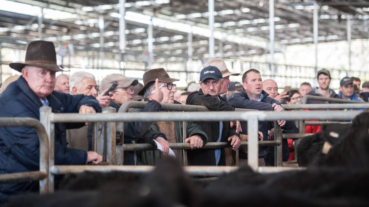 HIGH EXPECTATIONS: The 2020 weaner sales series in southern Australia will set the precedent for the year's beef cattle market.