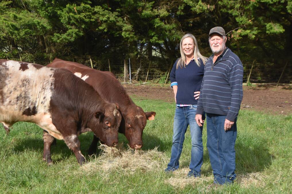 DOCILE BULLS: Marschay Shorthorn stud principals Courtney Righetti and David McKay with two of the stud's bulls sired by Yamburgan Sparta.