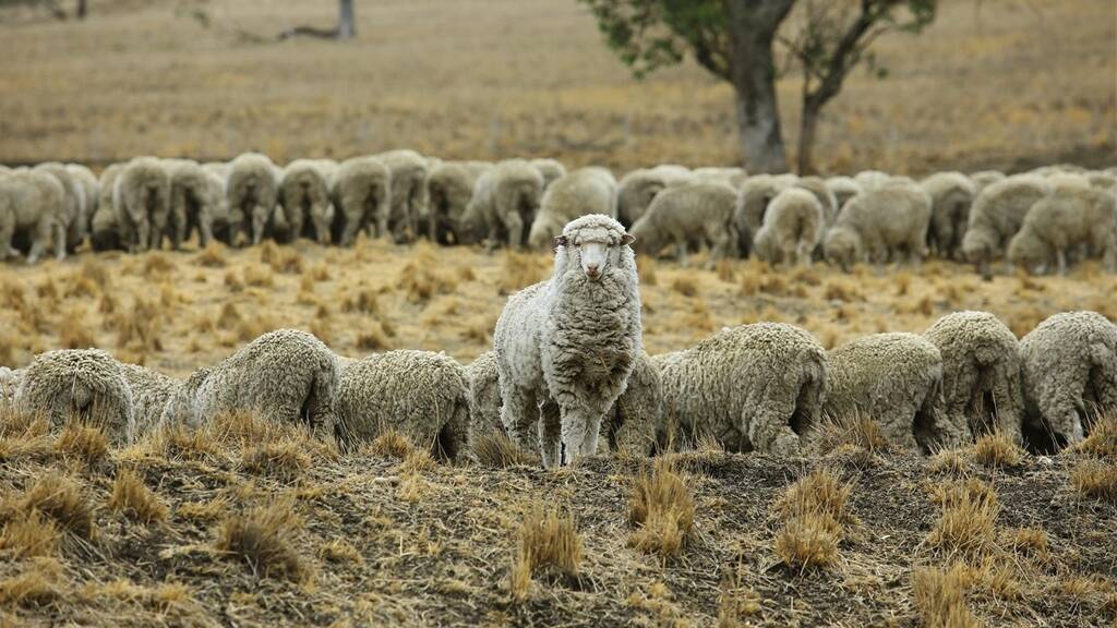 NEW NETWORK: Sheep producer are likely to be one of the big beneficiaries of a new biosecurity network.