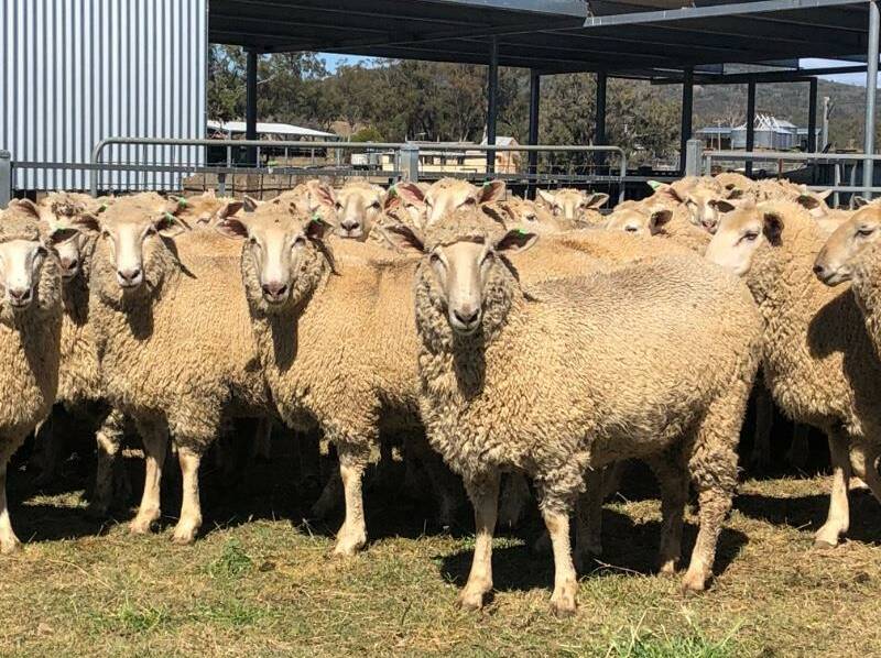 EWES: Emmaville, NSW, SIL ewes offered on AuctionsPlus this week.