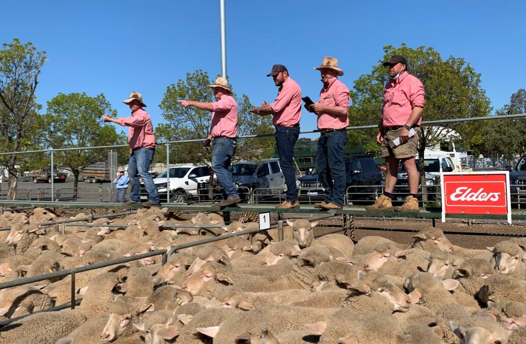 BUSY SELLING: Elders agents on the rails at the fortnightly sheep and lamb market at Ouyen.
