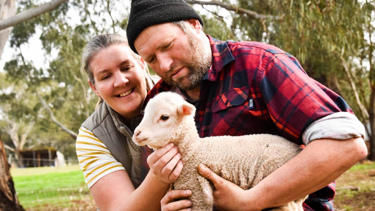 Carly and Darren Noble have grand plans for the yarn their sheep produce. Photo by Brendan McCarthy.