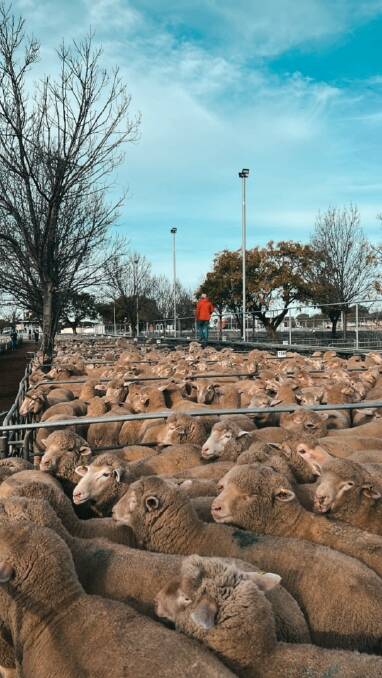 WINTER YARDING: Sheep penned up and ready to be sold at Ouyen's fortnightly sheep and lamb market last week.