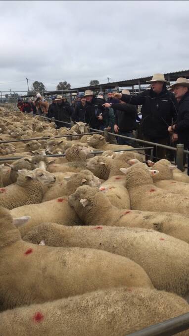 EXCEPTIONAL: These lambs offered by Goulburn, NSW, vendors were sold with Peter Cabot, Landmark Wagga Wagga, NSW, at the rail for a new Australian record of $354.20. Photo by Ned Balharrie.