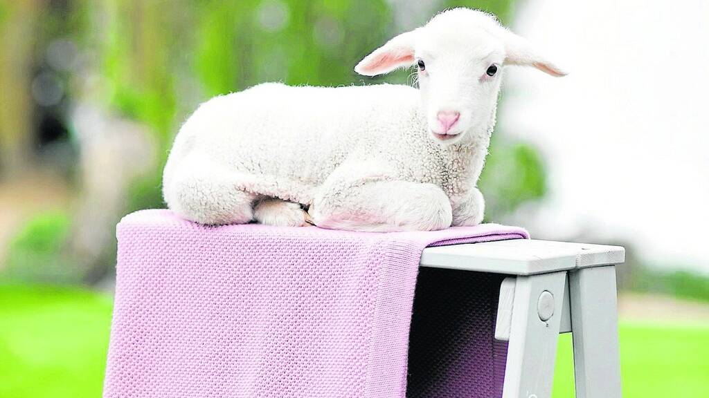 Merino wool has just received asthma and allergy friendly certification for its use in bedding products.