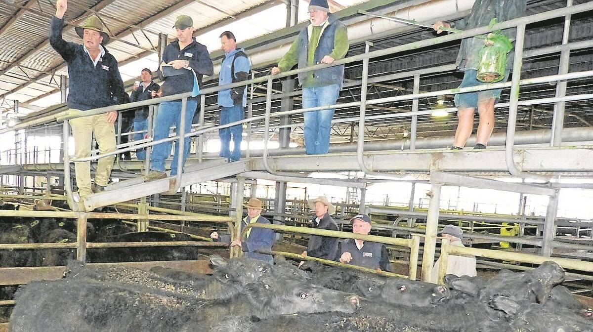 STORE SALE: Prices were relatively strong at Shepparton's store cattle sale last Friday, despite worrying market and seasonal conditions. This photo is from a store sale at Shepparton earlier in the year.