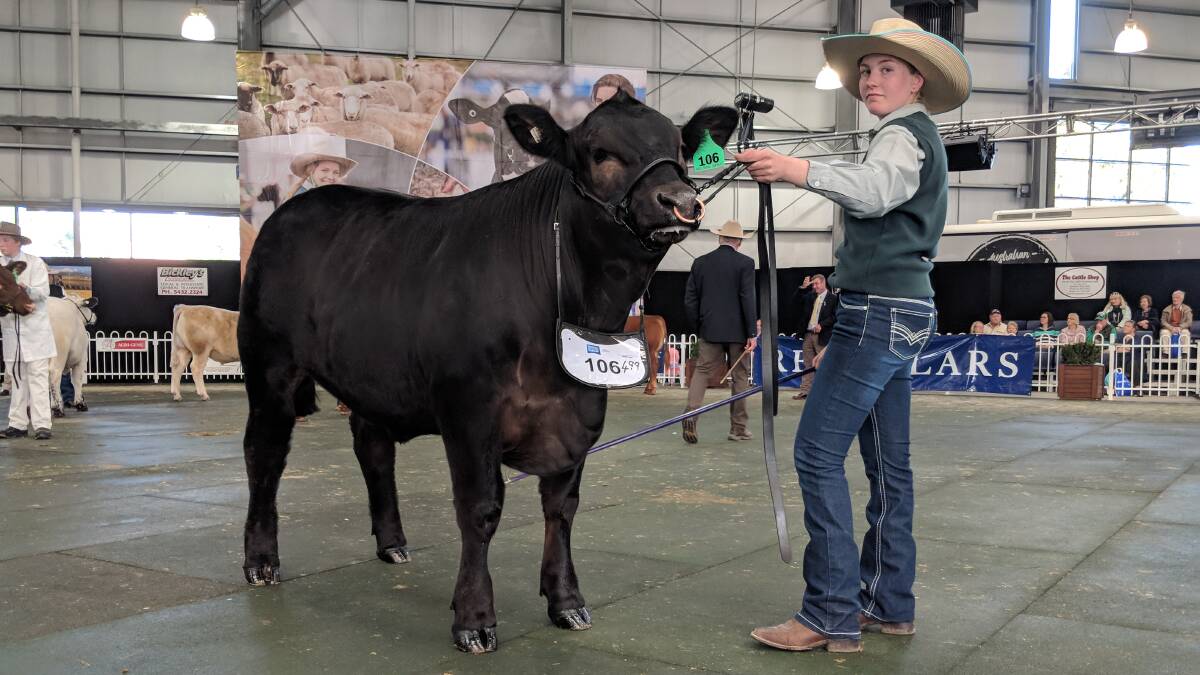 Grand champion steer on the hoof led by Bridie Chester.