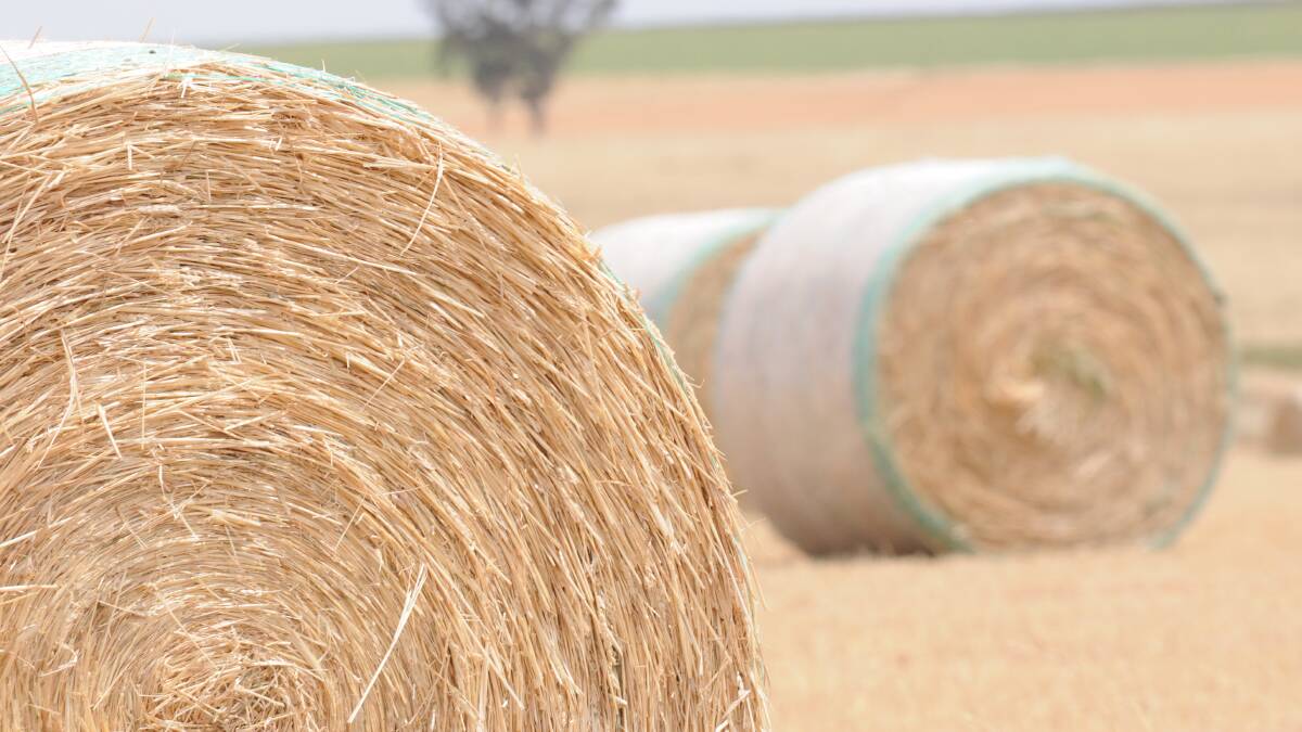 ‘Jury still out’ on where hay prices will go
