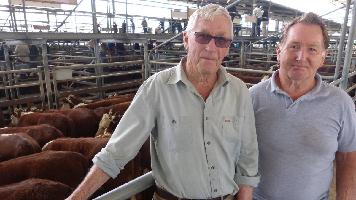 Jim Gray, Ensay, pictured with friend Red Mitchell, sold 53 Hereford heifer calves, including a pen of 18, 311kg, for 271c/kg at Bairnsdale late last year. Photo by Bryce Eishold.