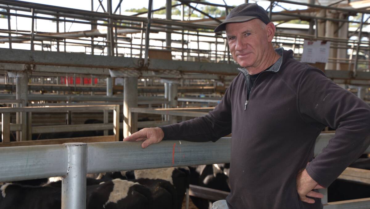 Rod Jackson, Hiawatha, Yarram, sold eight Friesian steers at Leongatha last week. Photo by Lily Namdar.