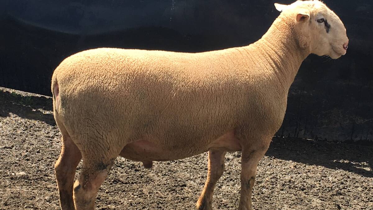 TOP RAM: The highest price of the Sunnybanks, Faraday Park and Sunnylands ram sale was for a White Suffolk ram, that hit $1300, and was bought by a local buyer.
