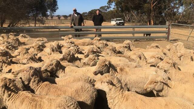 MOVEMENT: Sascha Squiers, with daughter Zarah, Quairading, WA, sold 600 Merino ewes to NSW for the first time ever.