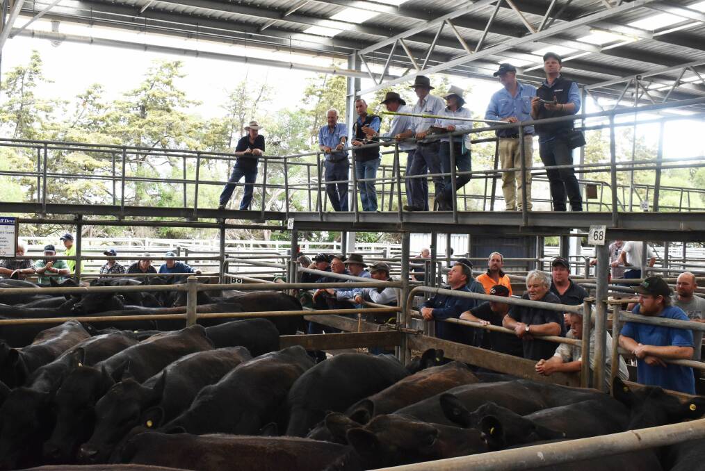 QUALITY SUPPLY: Colac livestock agents will yard similar numbers of calves to previous years in their upcoming weaner sales on Thursday, January 3, and Monday, January 7.
