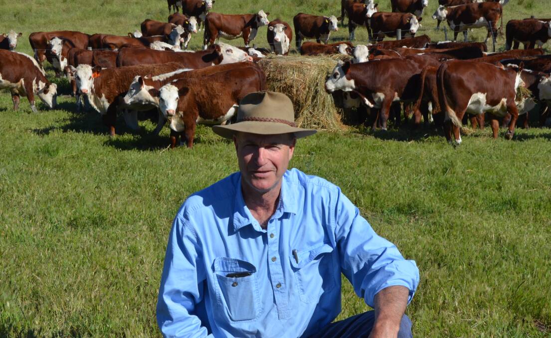 SUCCESS: Clyde Lawrence, Karingal, Sandford, is pleased with how his Poll Hereford weaners are looking in the lead up to next week's Casterton sales.