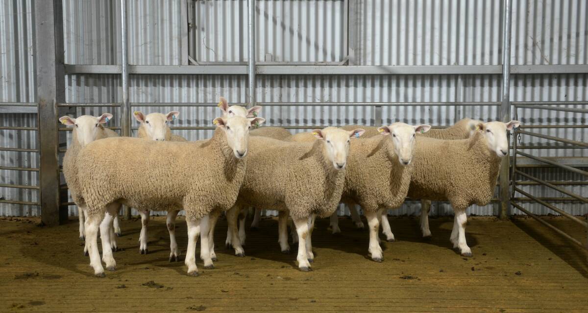 QUALITY GENETICS: With demand continuing to grow, the Sweeney family will offer an increased number of Border Leicester rams at their sale in September.