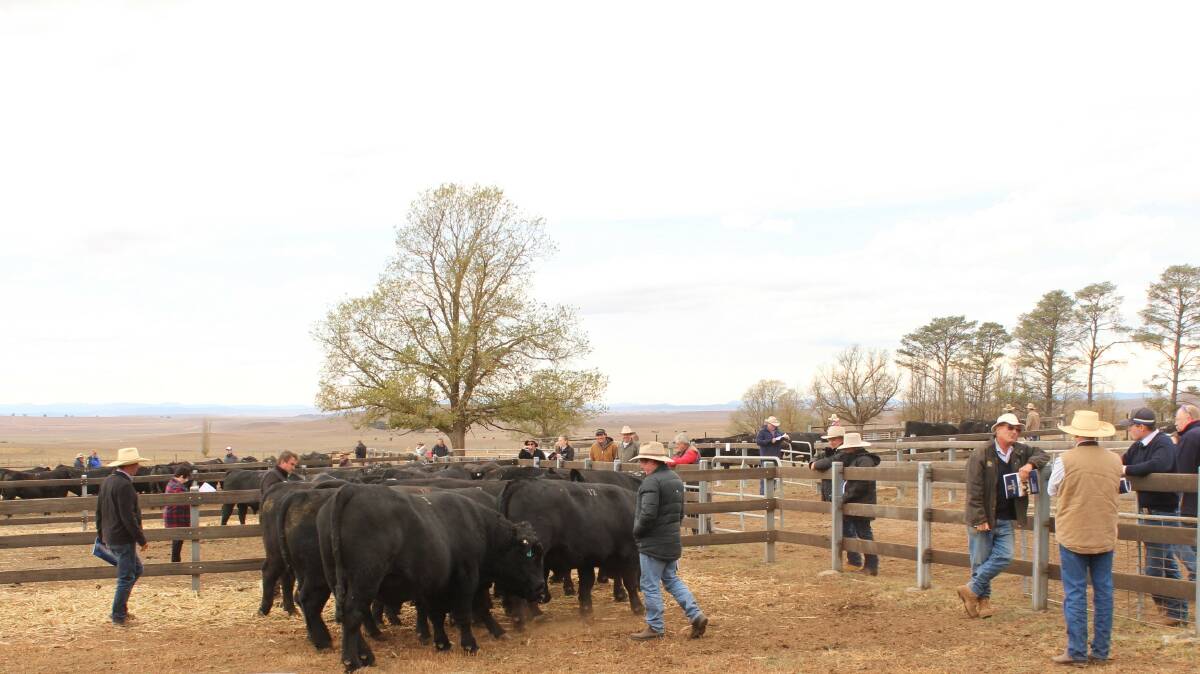 Hazeldean Angus will offer 50 two year old bulls at this year's inaugural sale in Tamworth, featuring the usual Hazeldean package of high-performing estimated breeding values, structural soundness and a quiet temperament.