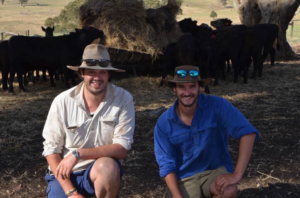 MARKET DEMAND: Nathan Faroe, The Gums, Casterton, with farmhand Jake Balzan, will offer about 280 February/March-drop Angus steers and heifers at next week's Casterton weaner sales.