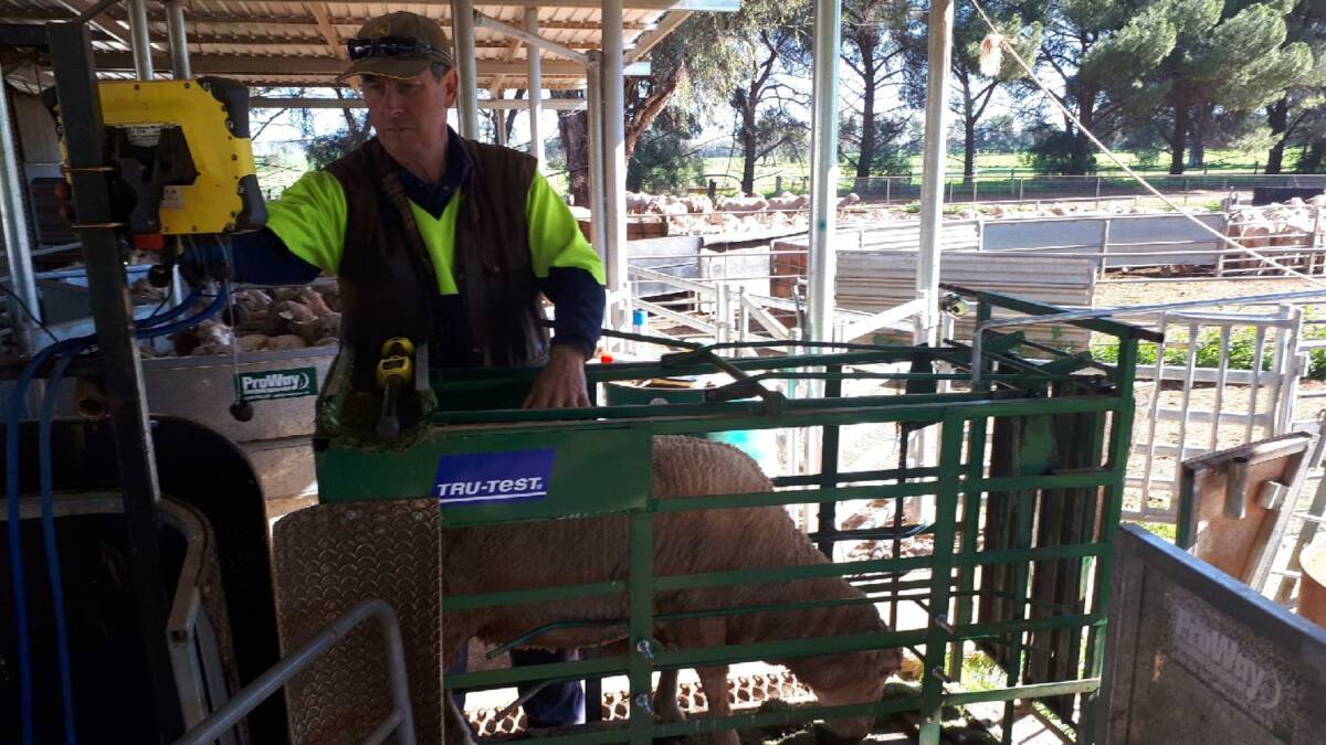 GENETIC GAINS: Gary Drew, Northwood, Brocklesby, NSW, has introduced electronic identification tag technology to help monitor ewe reproductive performance in a busy program of joining, shearing and lambing every eight months.