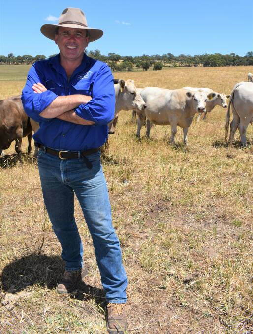 GREY GENETICS: Atriem Murray Grey stud principal Stephen Koch and his family will have a selection of heifers, cows and sale bulls on display as part of their Beef Week open day on Saturday, January 30. Photo by Joely Mitchell.