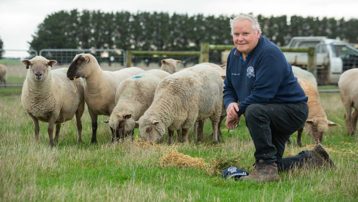 PRIME LAMB: Barry Shalders, Willow Drive South Suffolk stud, Grassmere, with some of his young ewes which he will be taking to Bendigo. Photo by Glen Watson.