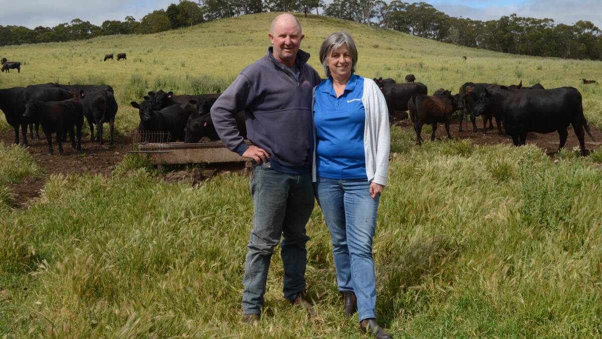 WEANERS READY: Brett and Angela Linke, Mt Napier, will offer about 150 Angus steers and 100 heifers at the annual Hamilton weaner sales in January. They are pleased with how this year's drop of calves are looking.