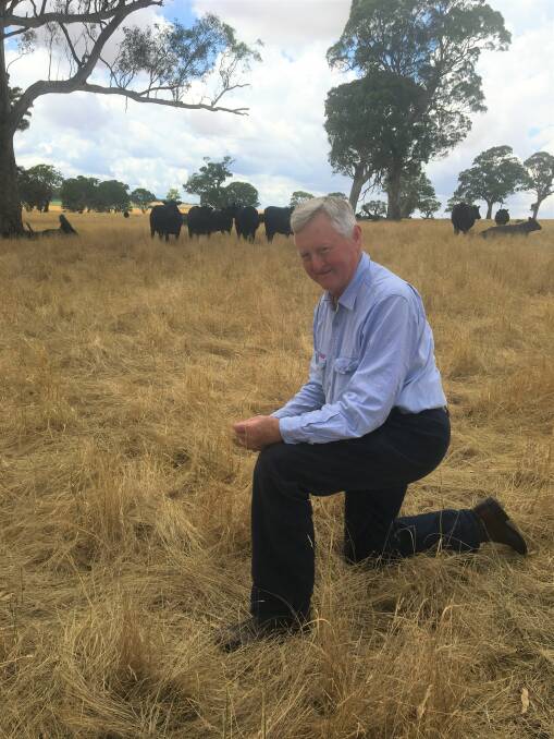 CAREFUL SELECTION: James Earl, The Hummocks, Cavendish, has been using Weeran Angus genetics for many years, with a focus on structure, fertility and growth rates.