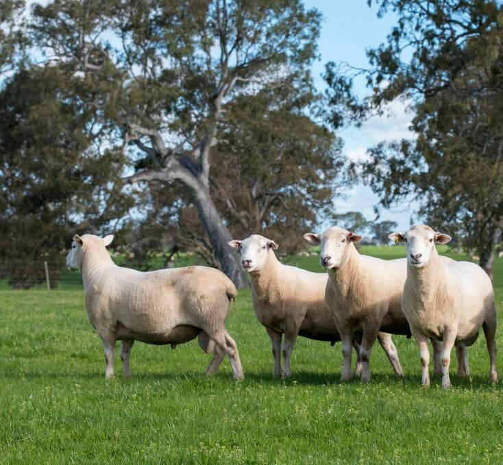 GENETICS: Cloven Hills will offer increased numbers of composite rams in this year's selling season. Photo: Karla Northcott Photography