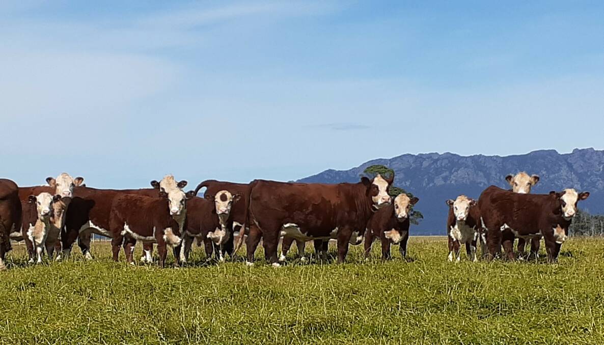 PRIME BEEF: Tasmanian dairy and beef producer Geoff Heazlewood, Mersey Bank, Latrobe, has been using Ennerdale bulls for more than 15 years with temperament, structure, moderate growth and fertility a priority for his herd.