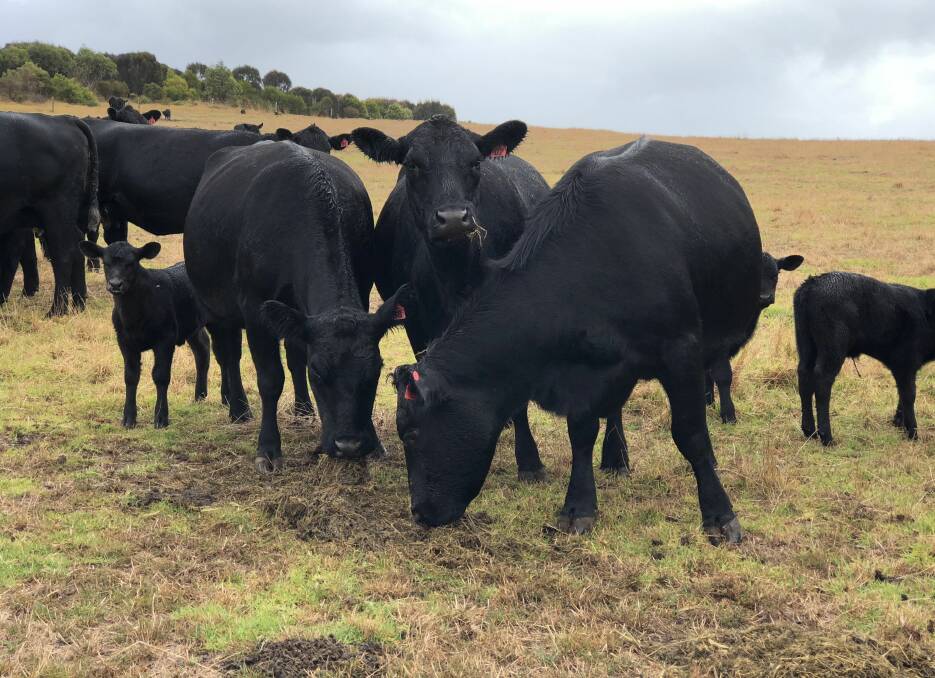 GENETICS: The Yancowinna blood Angus cows and calves thrive in the extreme conditions at Wild Dog, Phillip Island. 