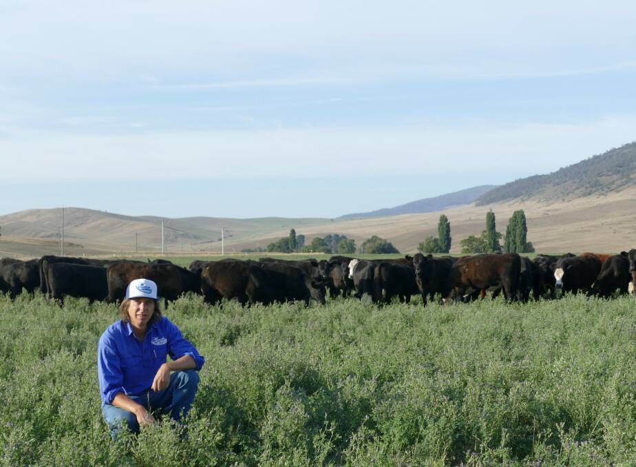 WEANED EARLY: Patrick Bloomer, Hinnomunjie Station, Omeo, was fortunate to be able to wean more than 300 Angus and Hereford calves, destined for the Mountain Calf Sales, onto irrigated lucerne and ryegrass pastures.