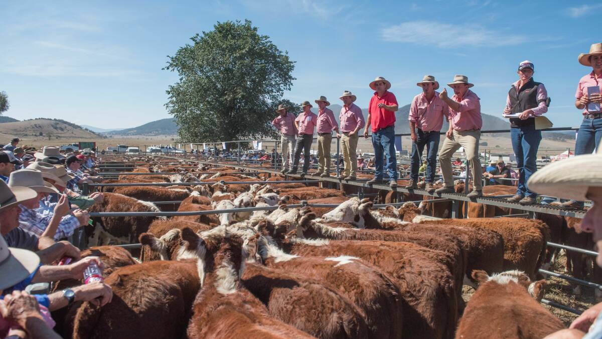 COMING UP: Agents for this year's Mountain Calf Sales said while conditions had been dry, producers have looked after their cattle well. Buyer interest is expected to be solid for the quality draft of Hereford weaners on offer.