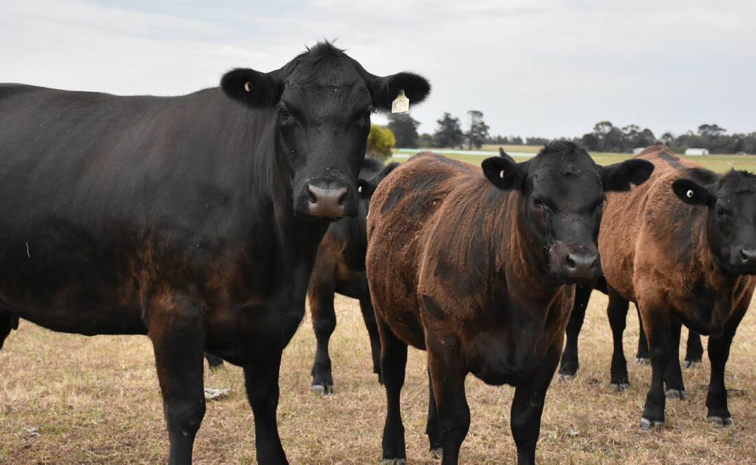 QUALITY GENETICS: Early growth rates are important for the Howard family, Violet Banks, Beeac, with a weaner liveweight of more than 400 kilograms targeted at sale time.