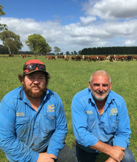 STRONG DEMAND: Alex and Dale Sullivan, Shallum, Strathdownie, will offer about 130 Poll Hereford steers and heifers in next month's weaner sales at Casterton. 