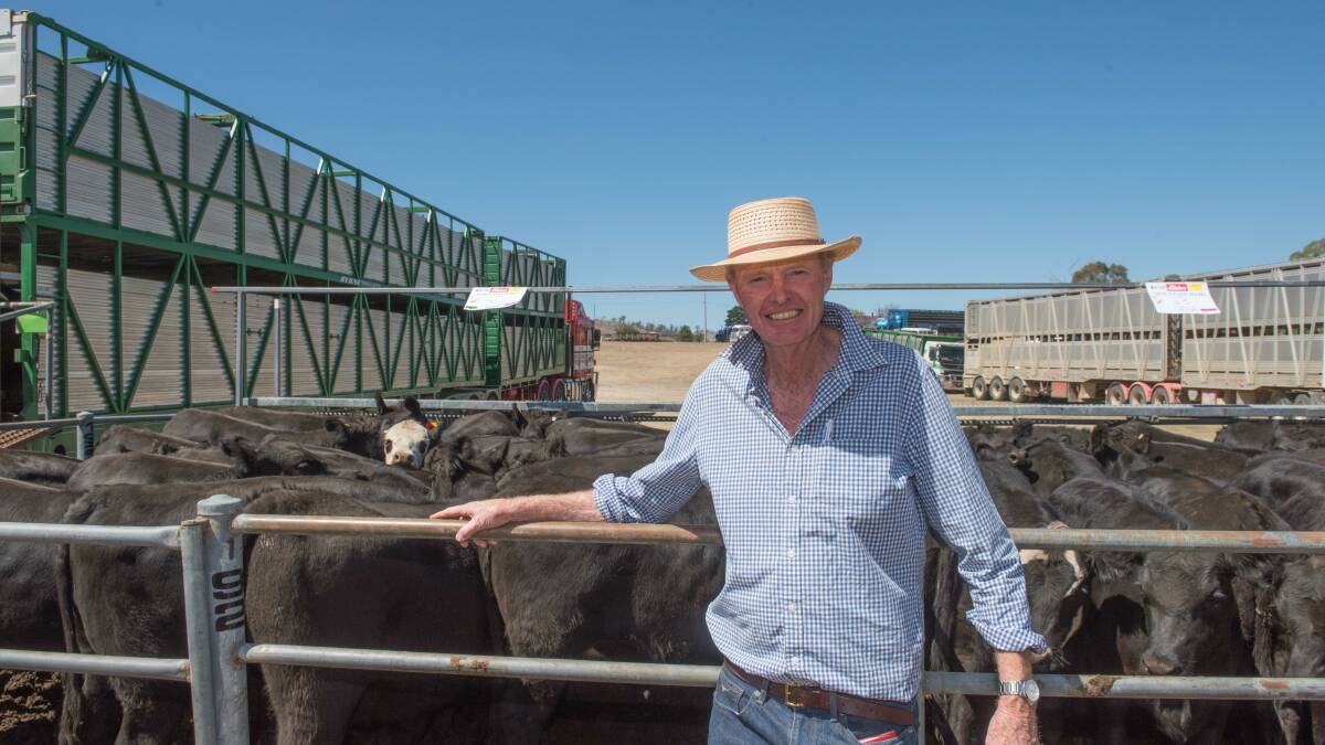 DROUGHT IMPACT: Normally Bruce Commins, Meringo Pastoral, Benambra, would grow his Angus calves out to heavier feedlot weights but as dry seasonal conditions continue, he will offer 200 Connamara-blood steers at this year's Omeo Angus Sale.