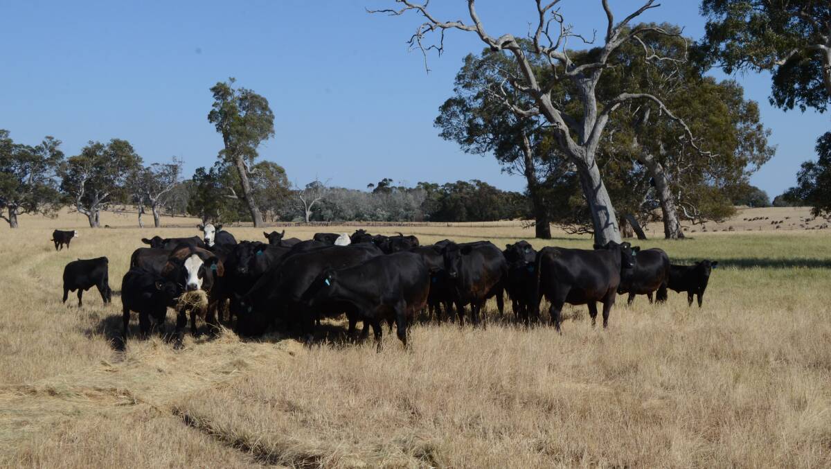 QUALITY PROGENY: The Dickinson family have sourced genetics from Weeran, Boonaroo and Stoney Point to continually improve their herd. 