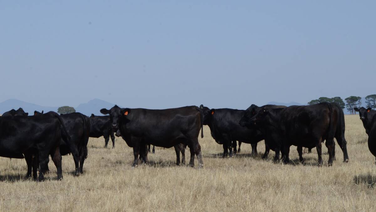 QUALITY GENETICS: The Kimpton family have been using Banquet genetics for nearly 20 years, with growth, fertility and temperament a priority for their herd.