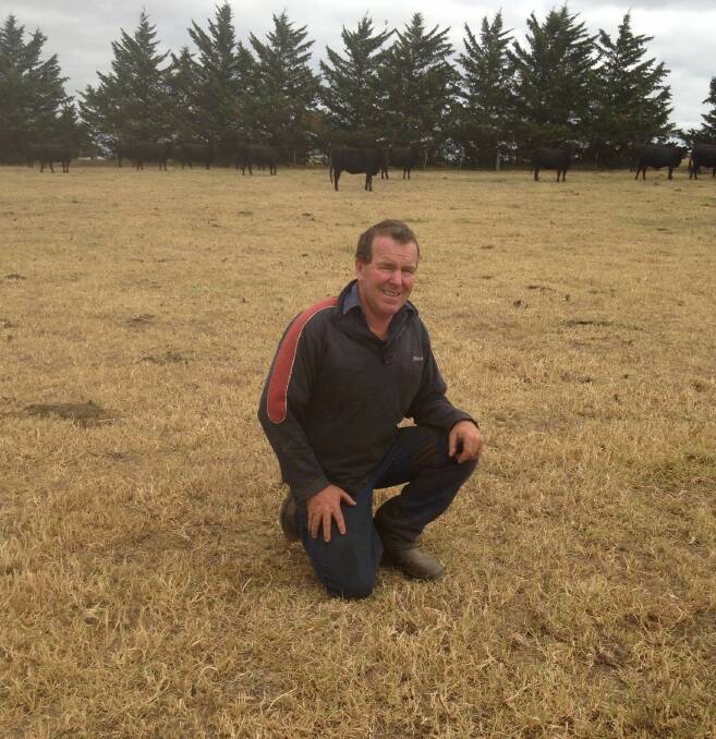 Gippsland Angus producer Danny Kuch, Darriman, buys early-maturing bulls from  Landfall Angus, Launceston, Tasmania, to join to his 1100-head cow herd.