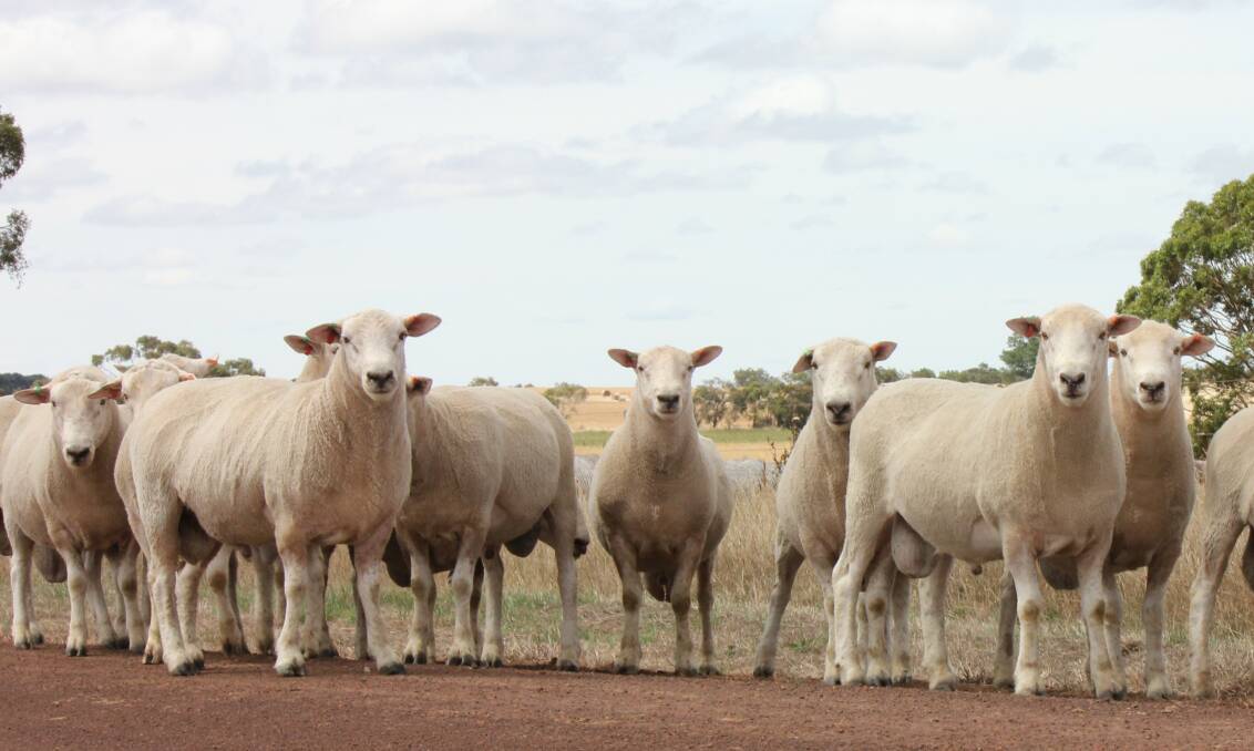 COMMERCIAL GAINS: Chrome Sheep Studs are providing prime lamb producers with a range of maternal and terminal ram options.