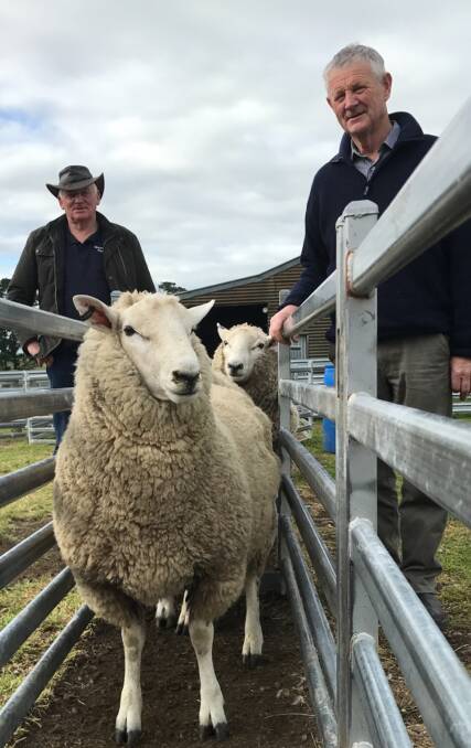 INTEREST: Malcolm Fletcher, Mount Monmot Perendales, Skipton, and David Ruddenklau, Newhaven Perendales, NZ, inspect young Mount Monmot rams.