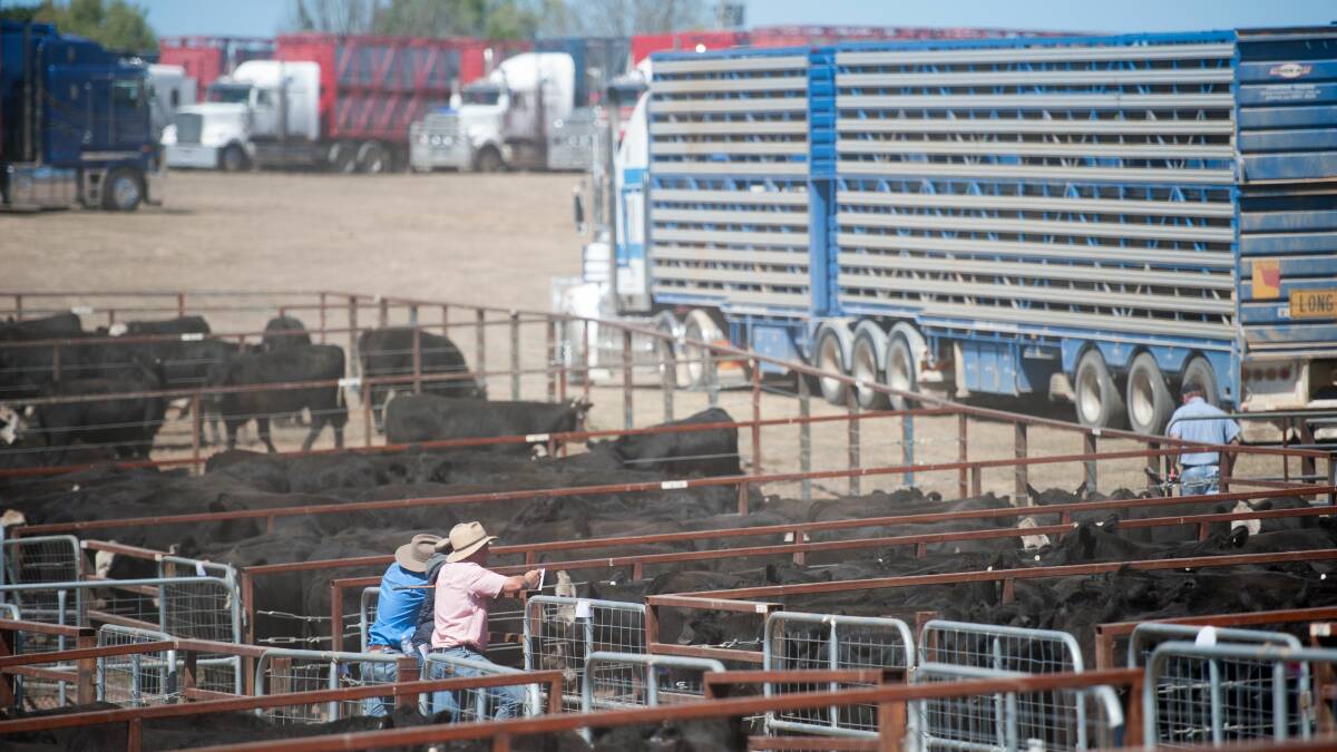 QUALITY LINES: This year's Omeo sale will yard about 3500 steers and heifers.