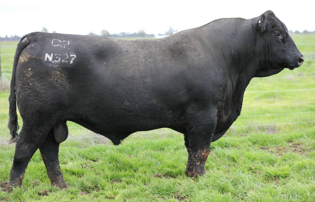 This magnificent used sire and Raff Empire E269 son sells as lot 32 in the Raff Angus sale at Walwa, Vic, on August 23.