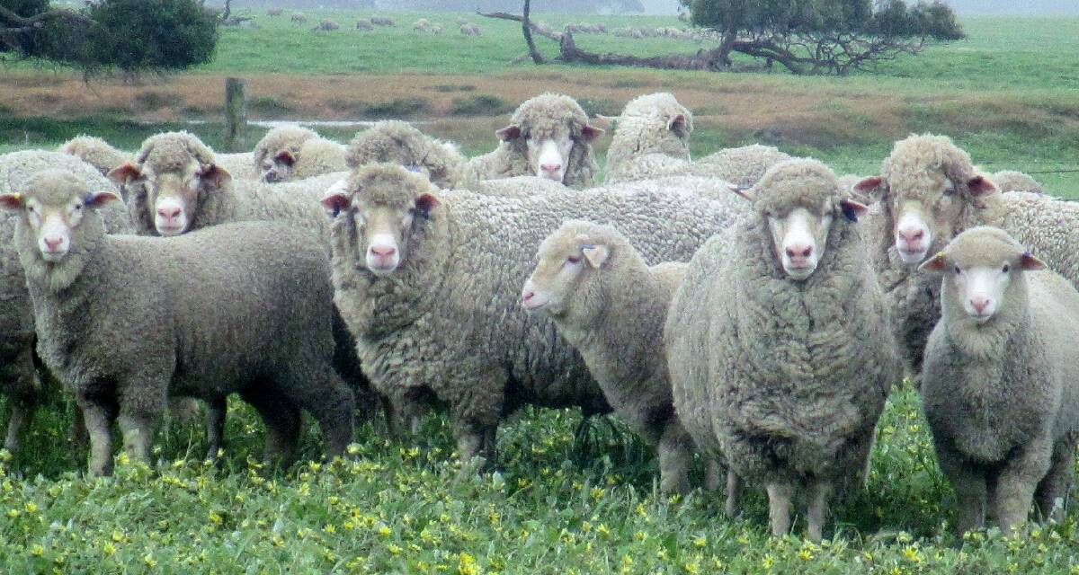 TOP EWES: The Taljar stud has introduced new genetics to their Kangaroo Island, SA-based flock by purchasing elite ewes from leading Polwarth breeders in Australia.