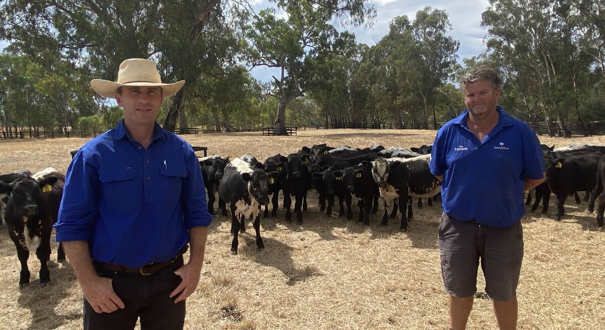 SUCCESS: Godolphin stud manager James Manning and farming and livestock manager Jason O'Brien, Northwood Park, Seymour, Vic, with some of the Speckle Park-cross weaners involved in the on-farm trial comparing their performance with industry-leading Angus genetics. 