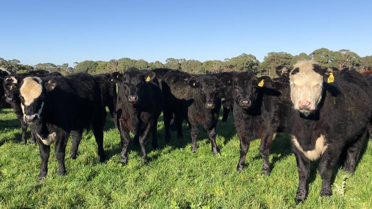 PRIME BEEF: The O'Sullivan family have been buying Angus bulls from the Weeran stud for more than 13 years, with fertility, growth and temperament a priority for their herd.
