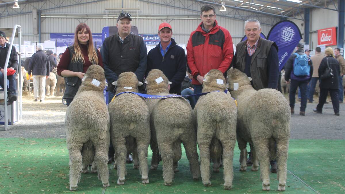 STUD QUALITY: Sheepvention's ram sale always attracts plenty of interest. The McGauchie family's Terrick West stud, Prairie, won last year's best pen of five sale rams. 