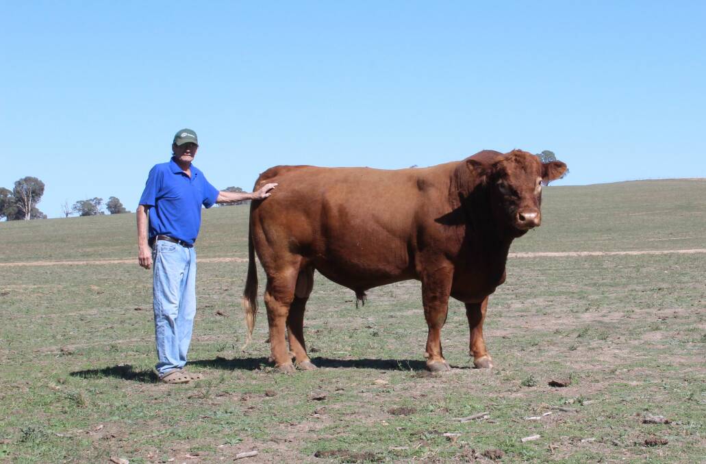 QUALITY GENETICS: Ross Brennan, Mangoplah, NSW, with one of his current herd sires, Garren Park King's Ransom. Mr Brennan continues to be impressed with the performance of the Limousin breed in his vealer operation. 